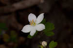 Eastern false rue anemone